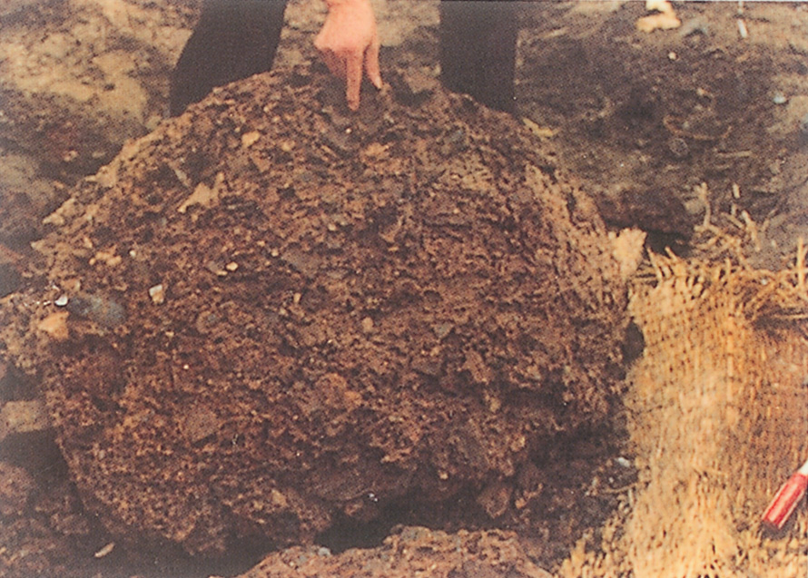台湾乳白蚁的地下大巢，巢重80kg