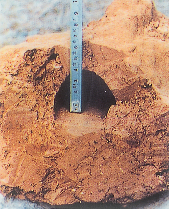 黑翅土白蚁在堤坝内可筑4cm*6cm的隧道