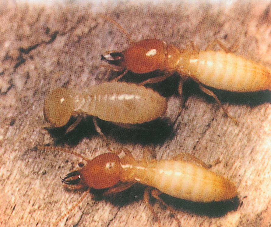台湾乳白蚁的兵蚁和工蚁