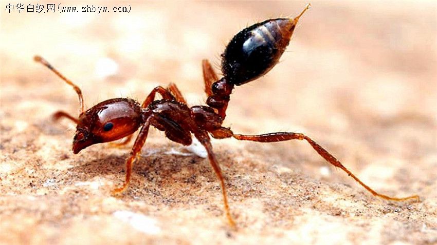 红火蚁的危害及识别方法